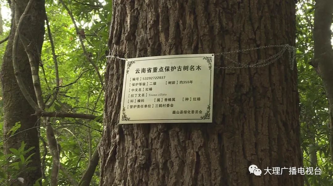 大理电视台