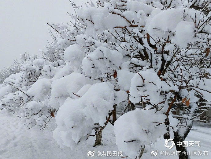 昆明市西山区发布