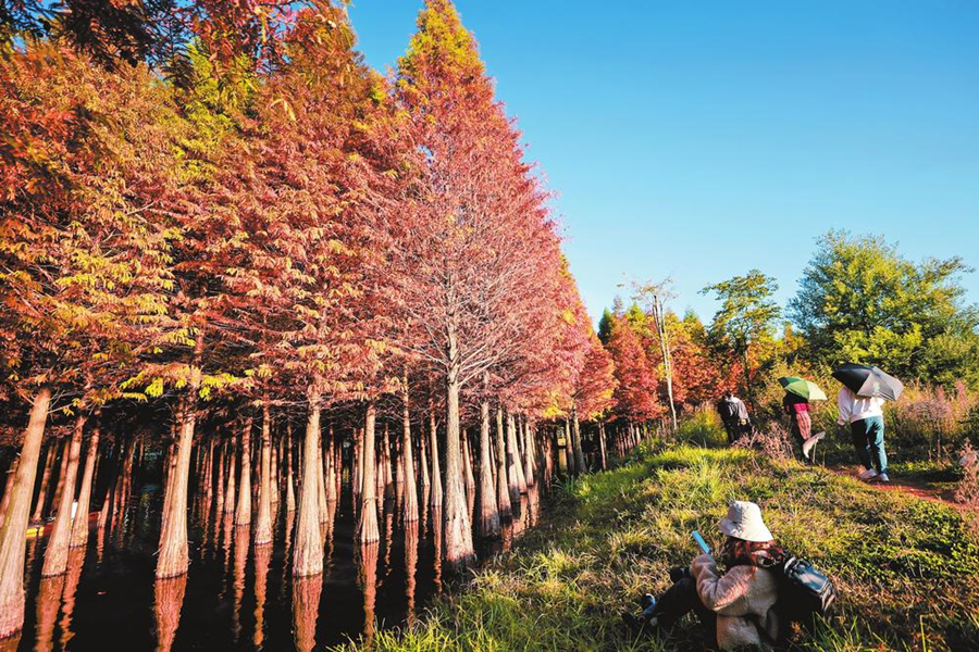 水上森林别样红