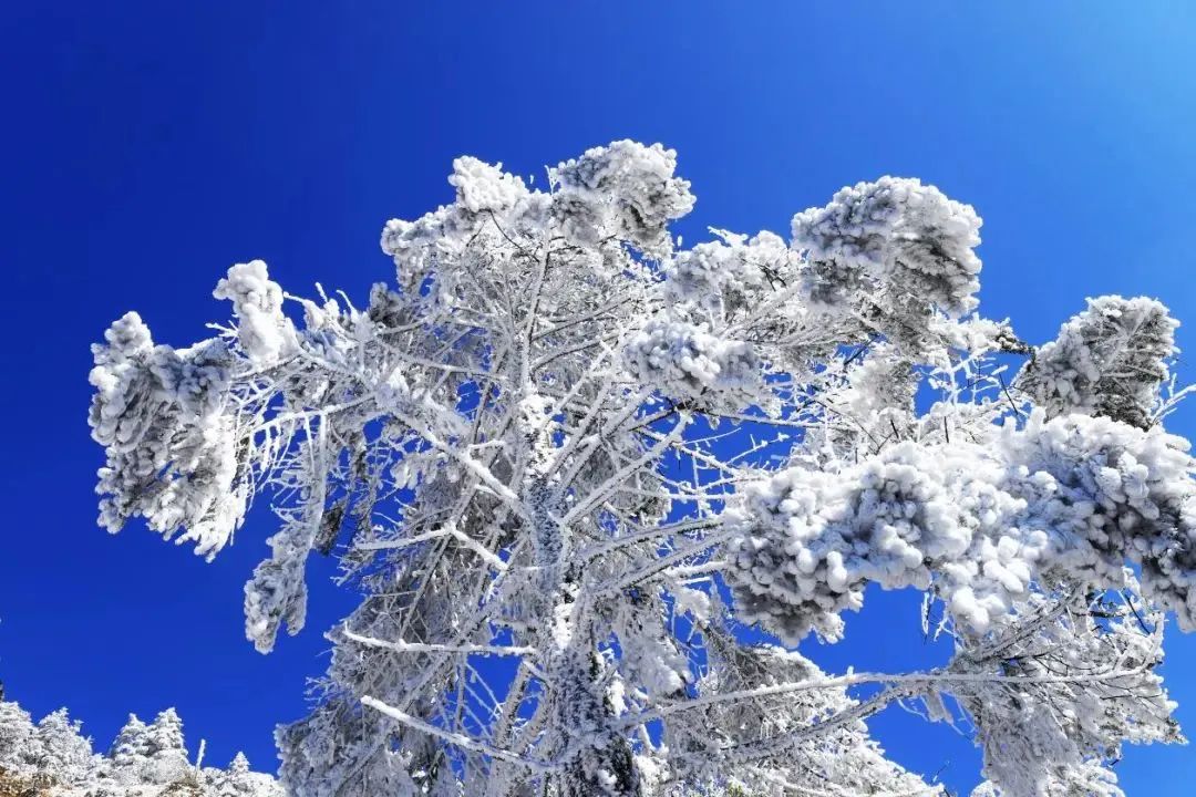 昆明轿子山旅游