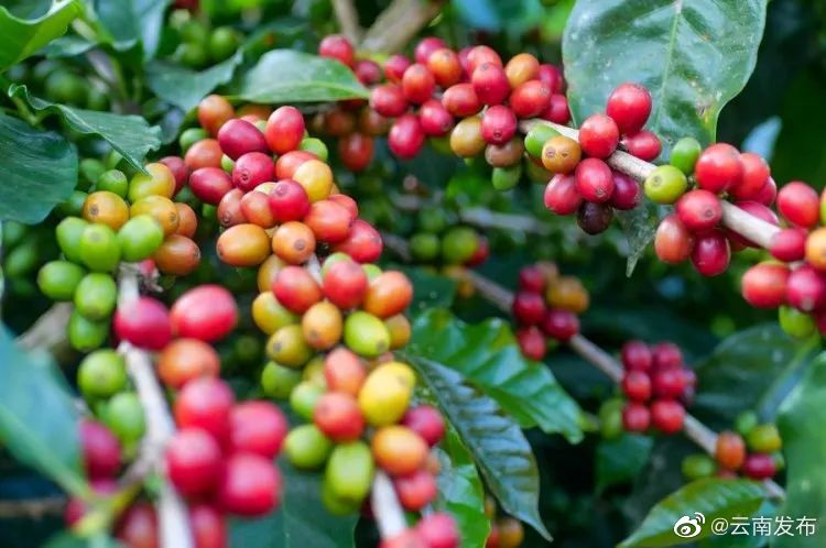 “云南发布”微博