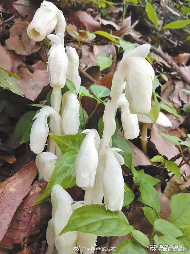 昆明石林圭山国家森林公园发现珍稀植物水晶兰