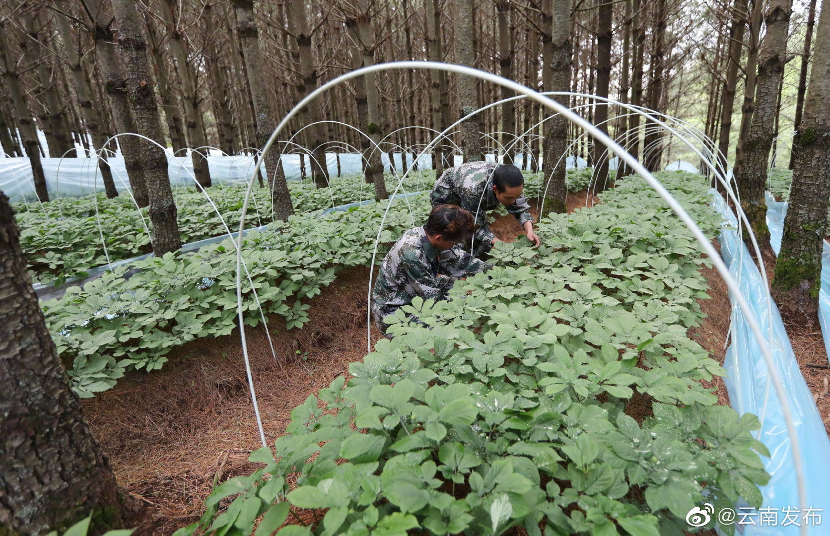 云南中药材种植规模连续5年居全国首位