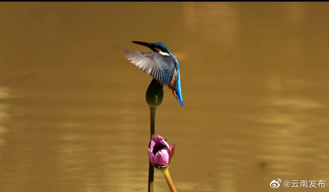 “云南发布”微博