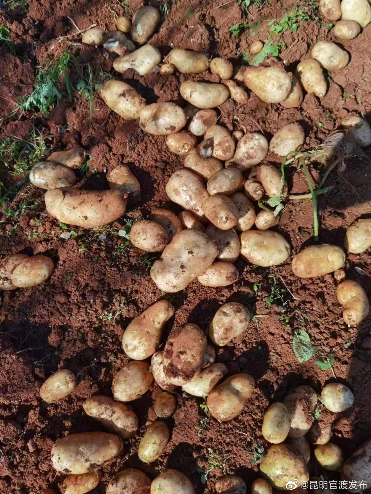 “昆明官渡发布”微博