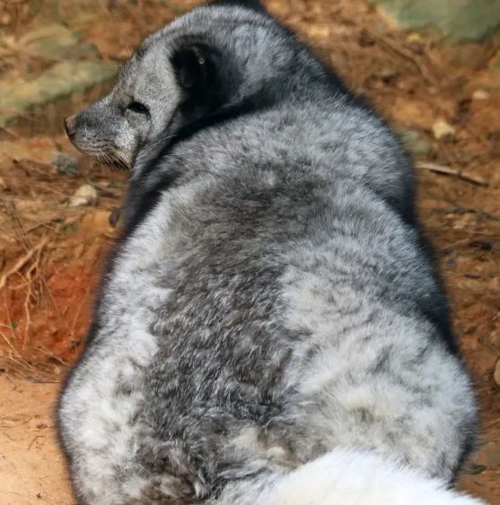 云南野生动物园