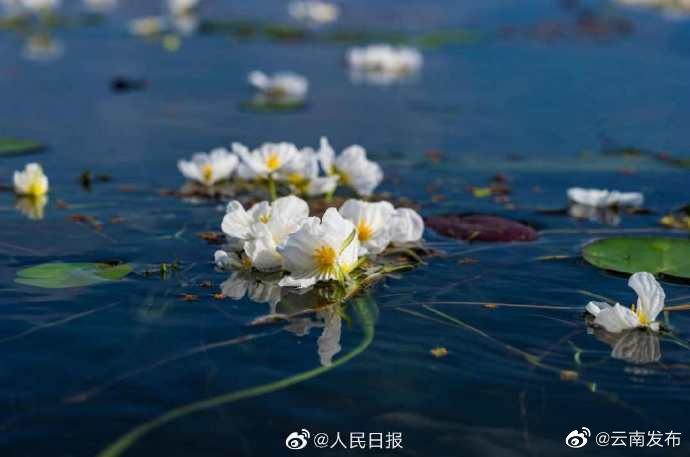 “云南发布”微博