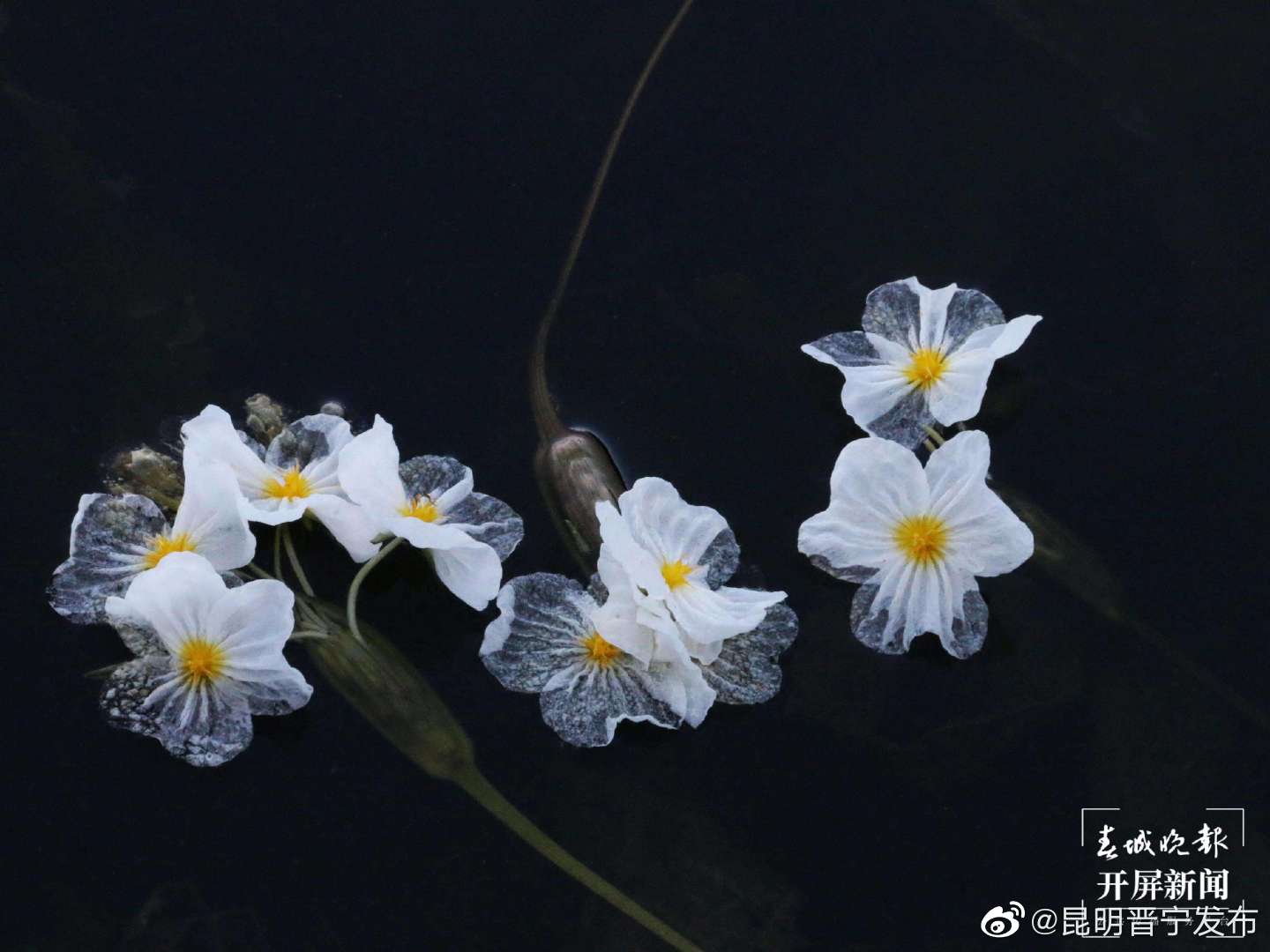 昆明晋宁发布