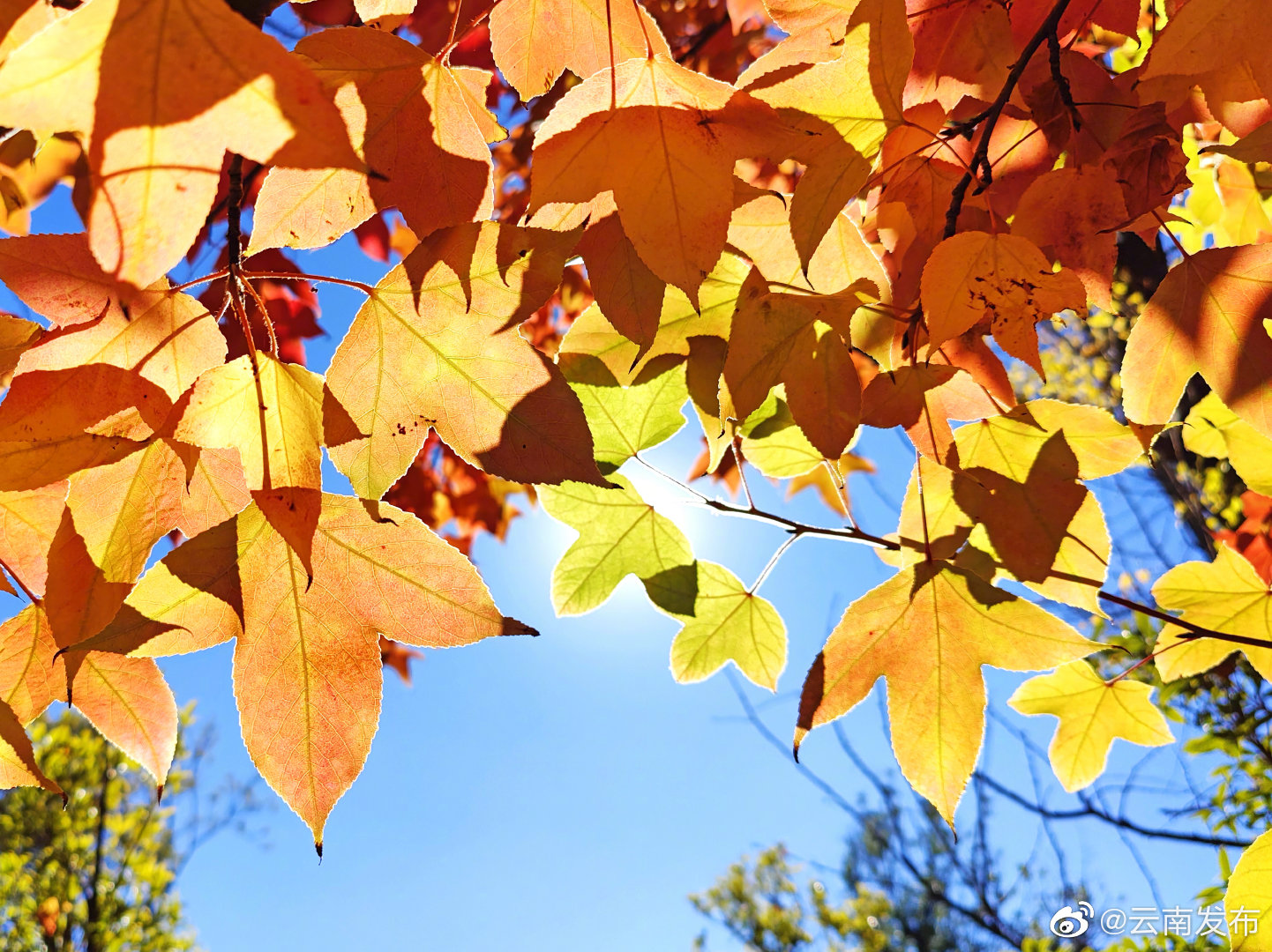 “云南发布”微博