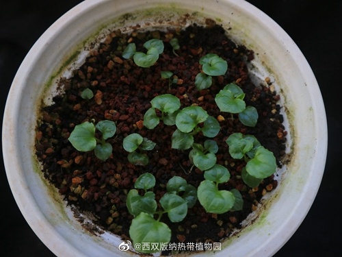 西双版纳热带植物园微博