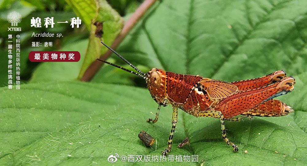 西双版纳热带植物园微博