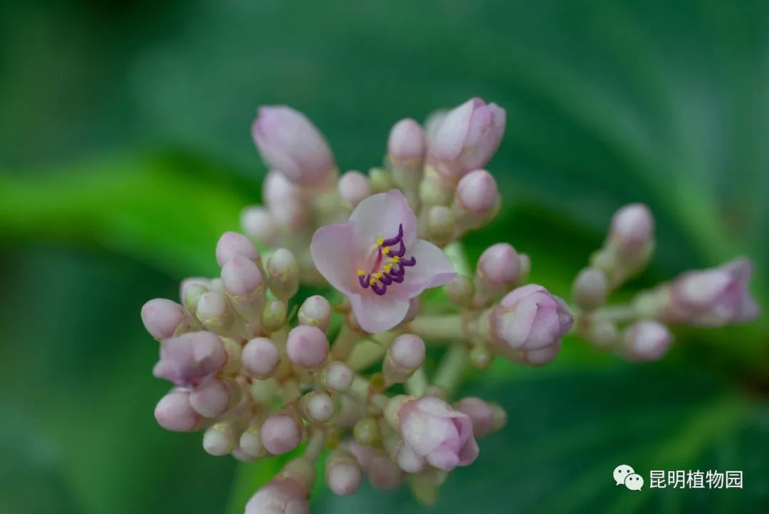 昆明植物园