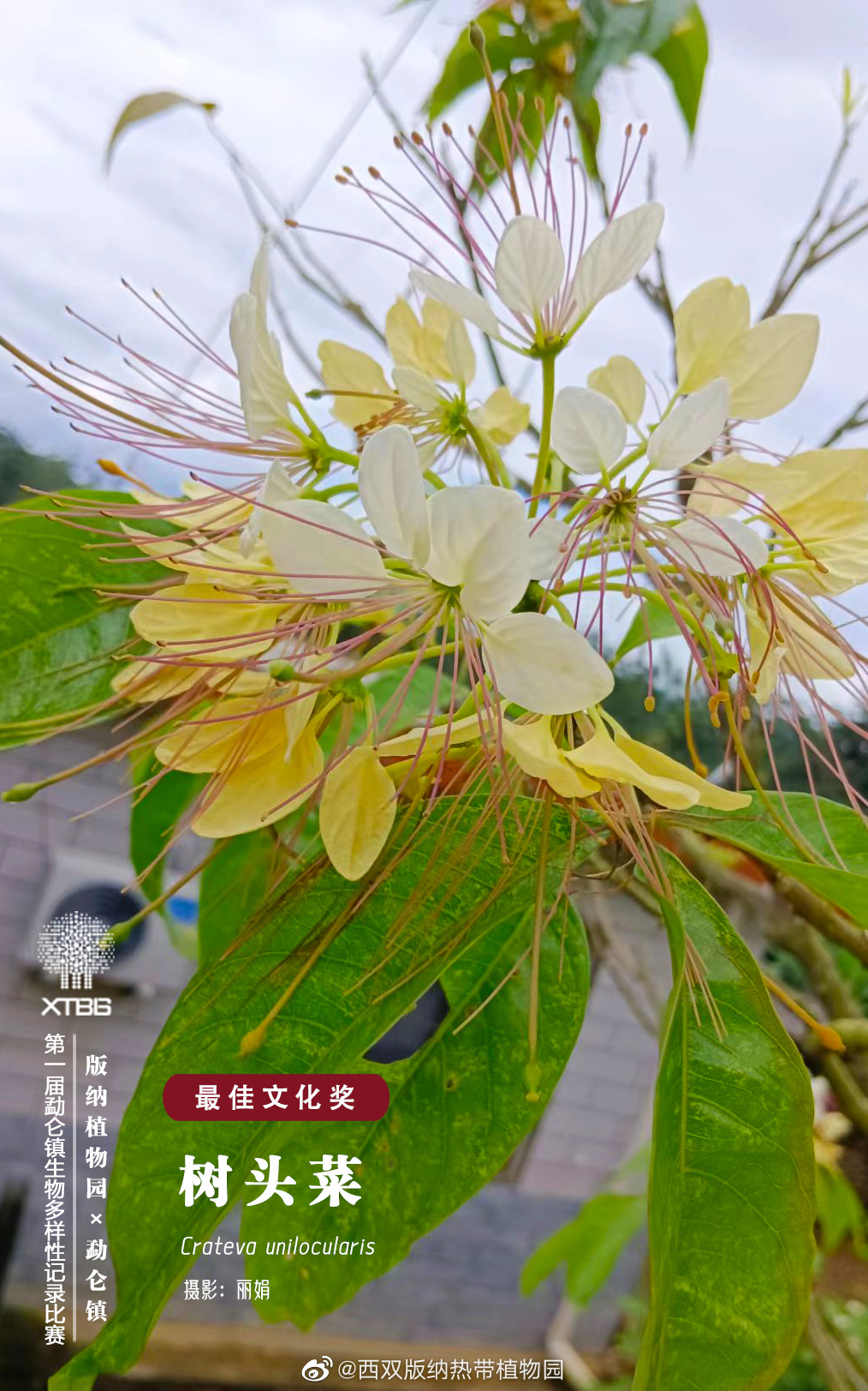 西双版纳热带植物园微博