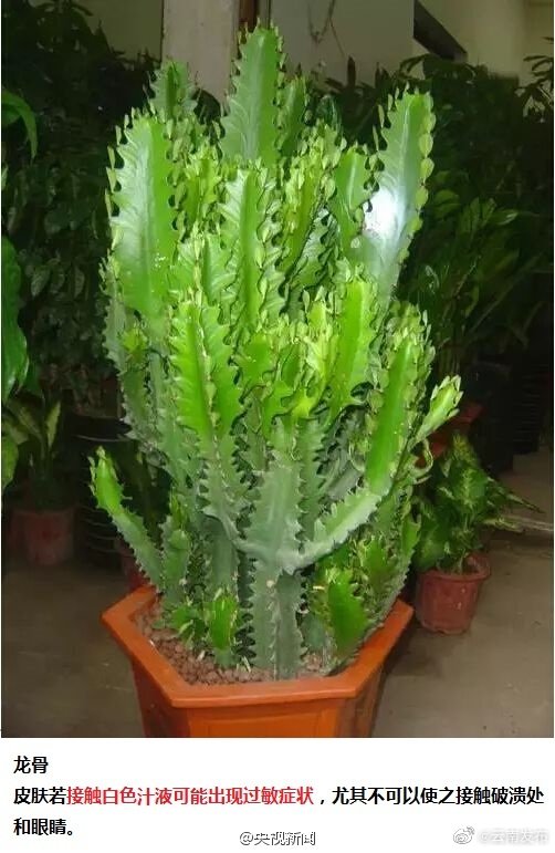 “云南发布”微博