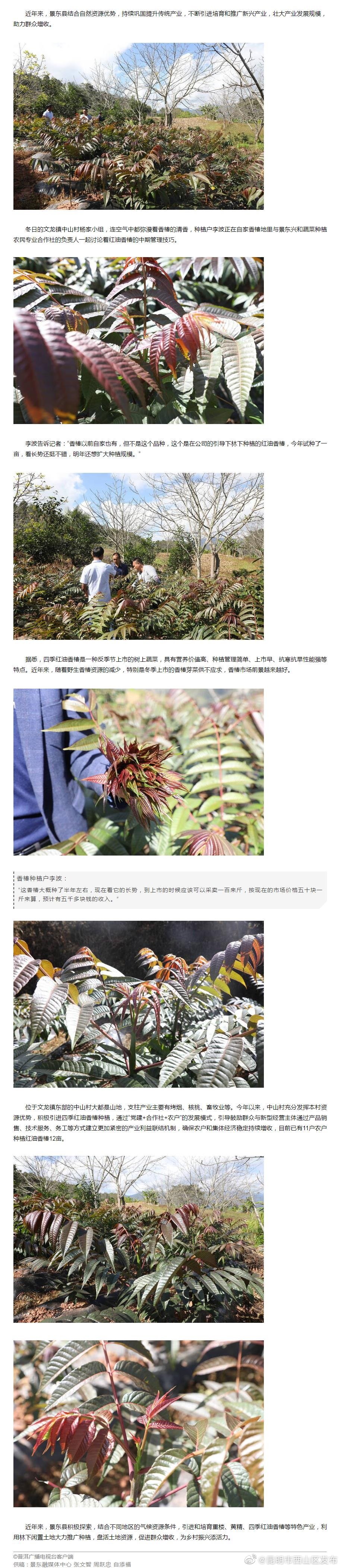 发展林下香椿种植 “香香”产业助农增收