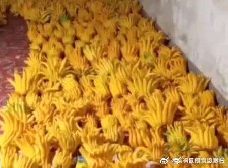 中药当水果吃！佛手柑在昆明上市 16元/公斤