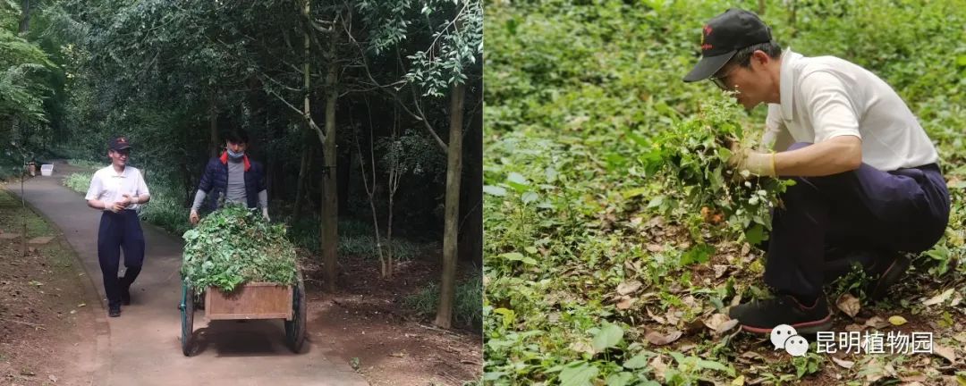 昆明植物园
