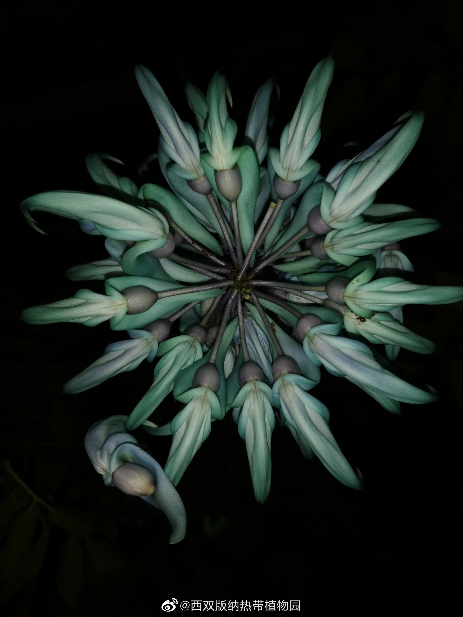 西双版纳热带植物园微博