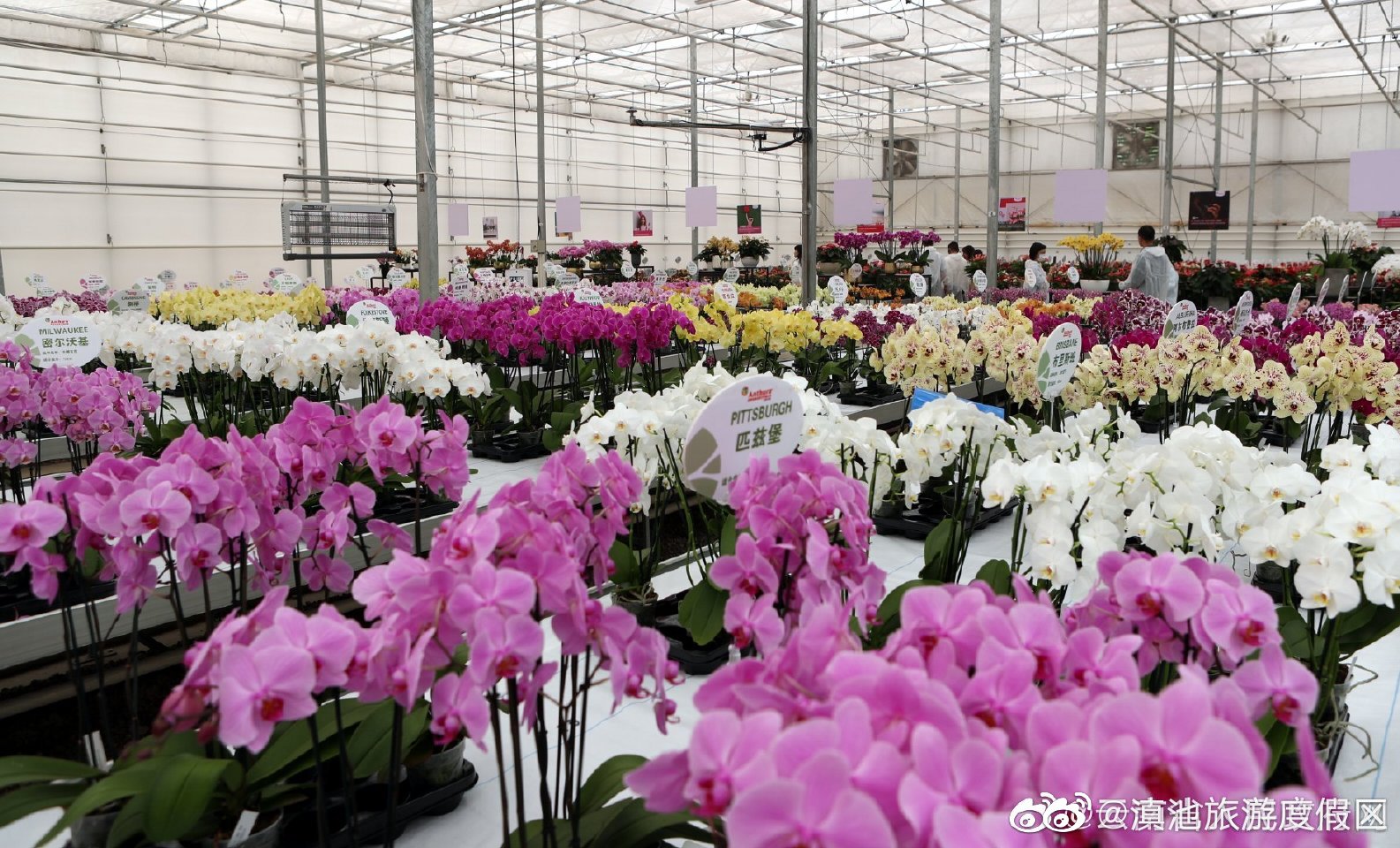 我国力争2025年基本建立花卉种业创新体系