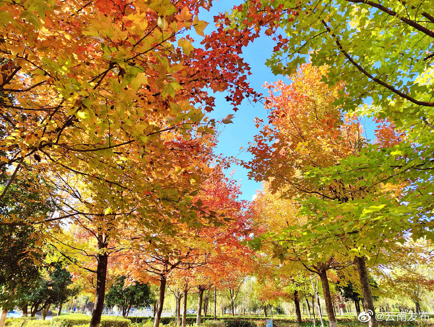 “云南发布”微博