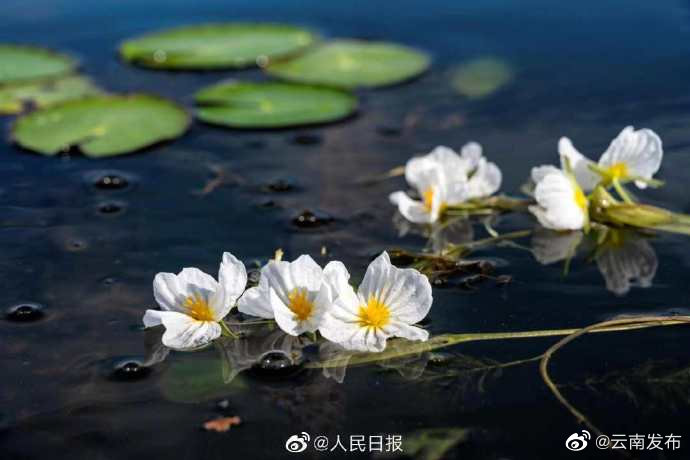 “云南发布”微博