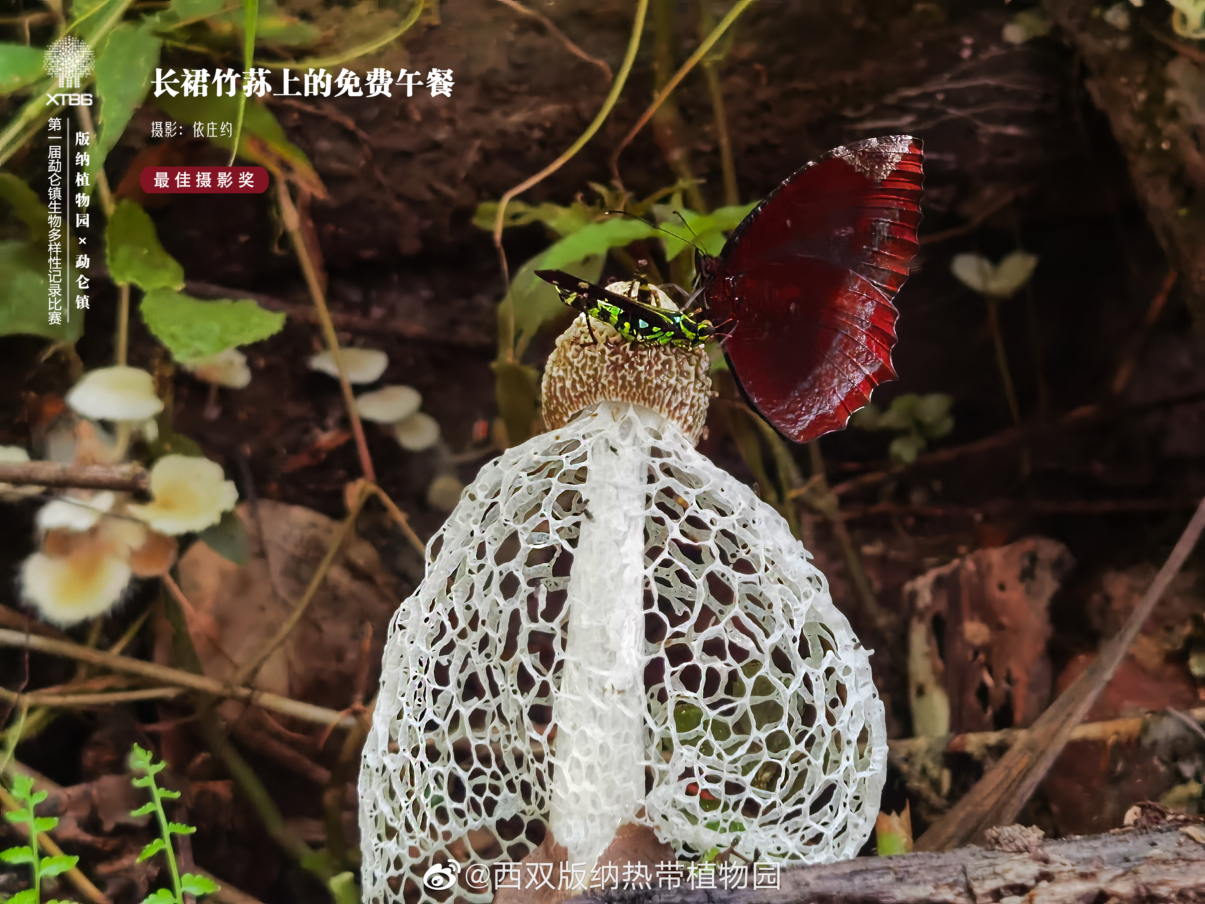 西双版纳热带植物园微博