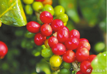 云南普洱思茅区咖啡丰收咖农忙