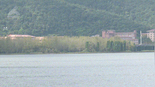 先头部队进城了！看到海鸥伙食网友偷笑：长胖配方