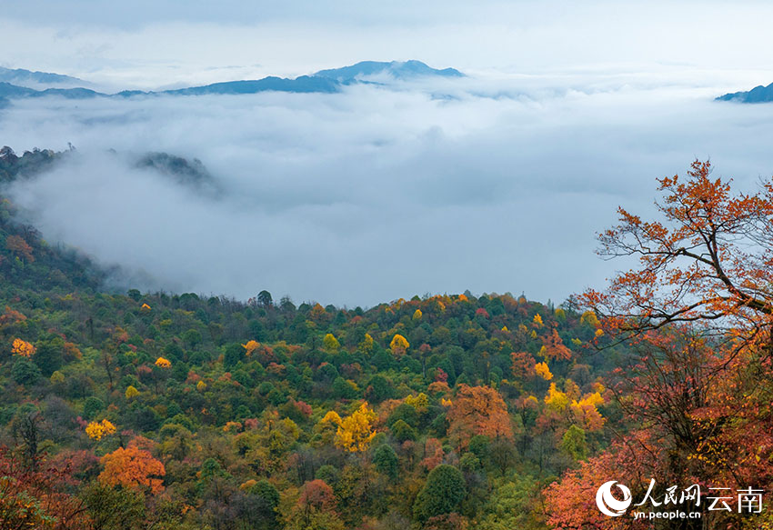 新华网云南频道