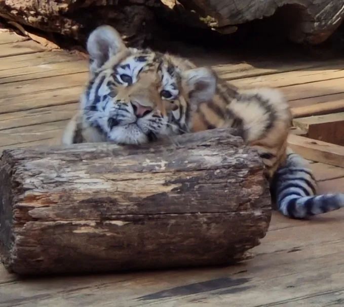 云南野生动物园