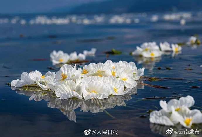 “云南发布”微博