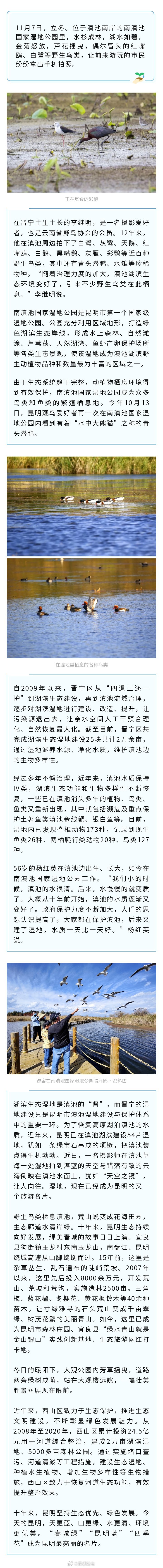鹤舞鸥飞 冬日滇池湿地引人入胜