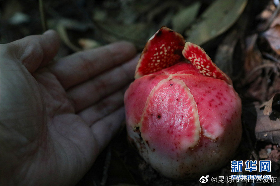 昆明市西山区发布