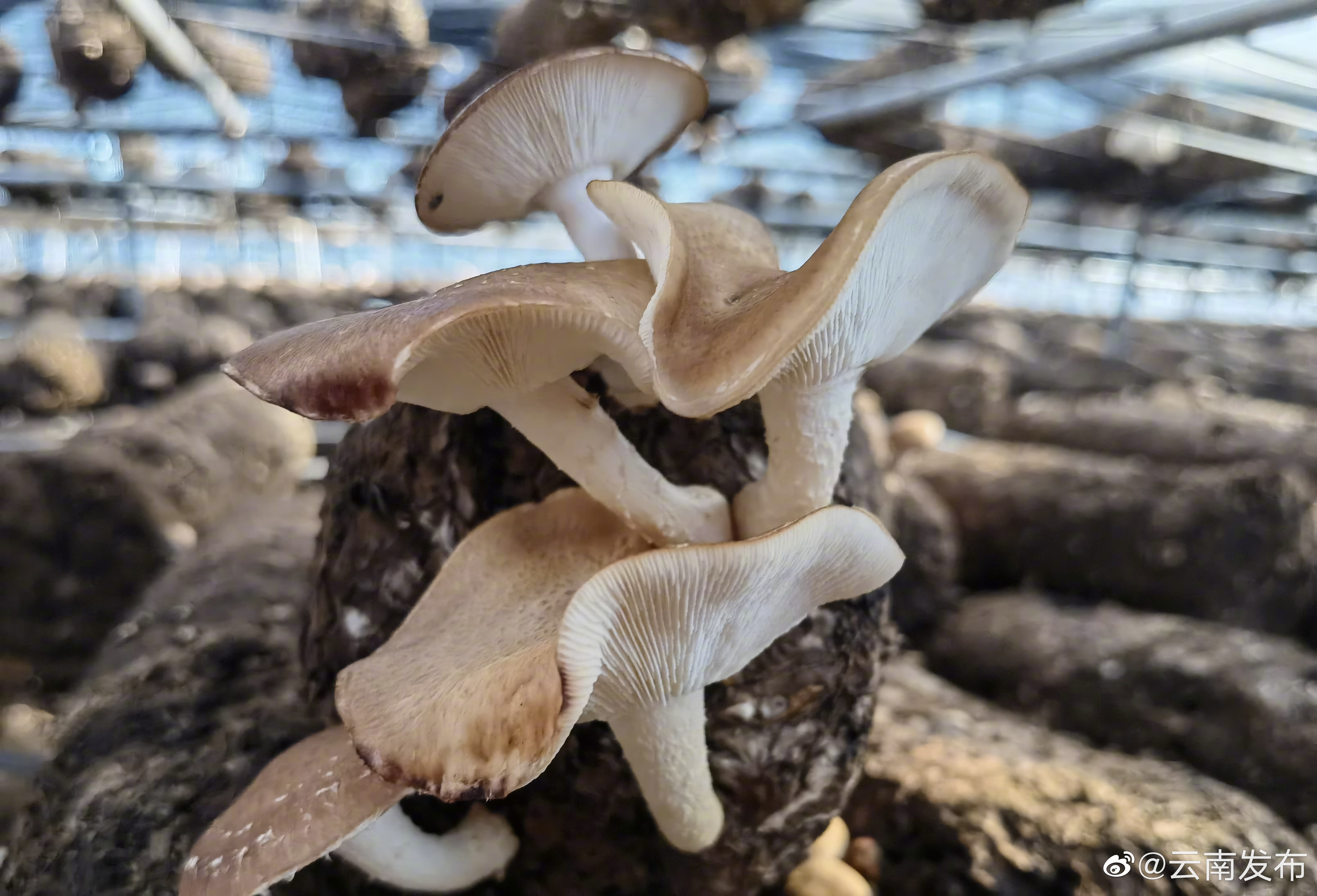 “云南发布”微博