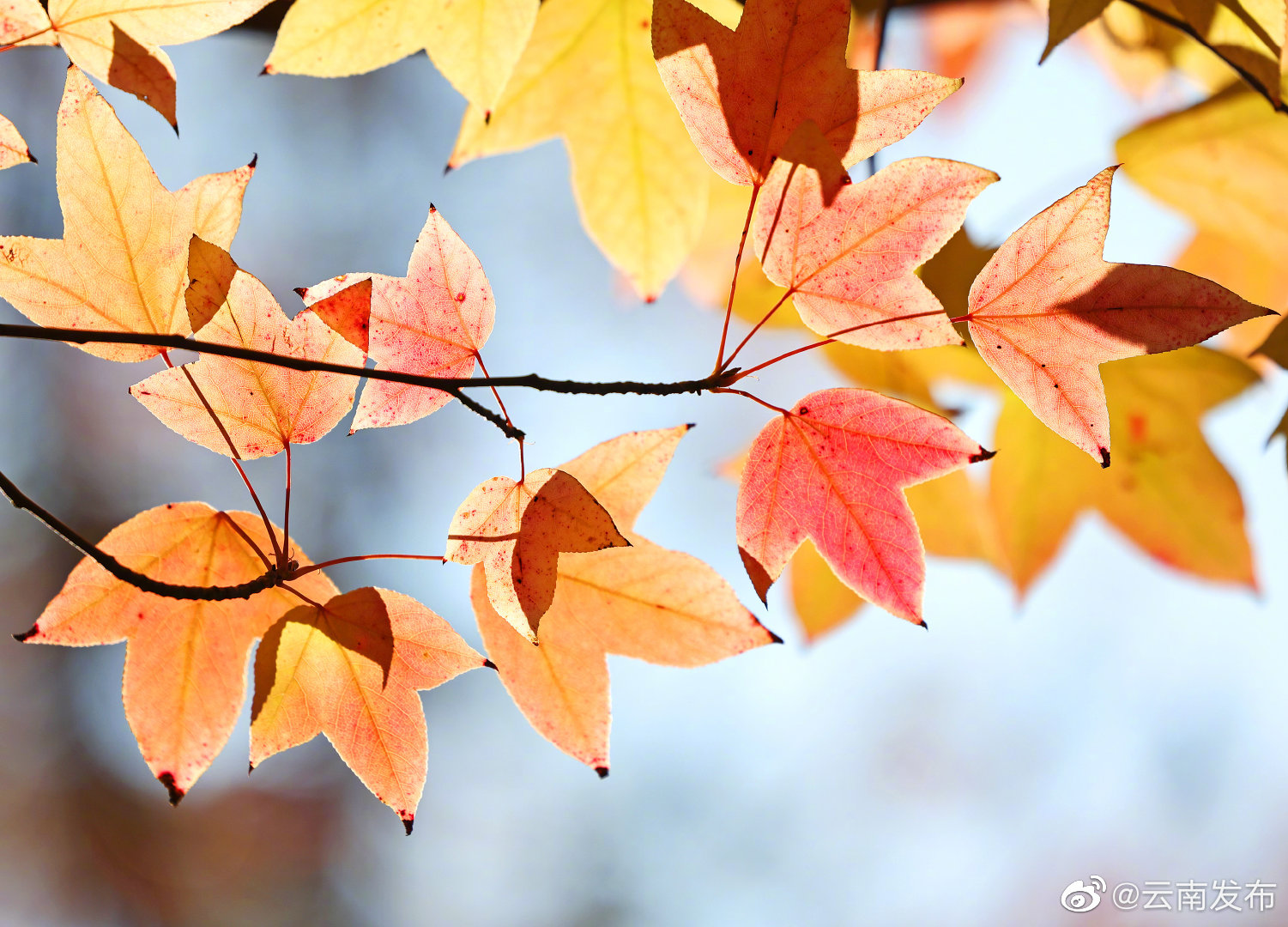 “云南发布”微博