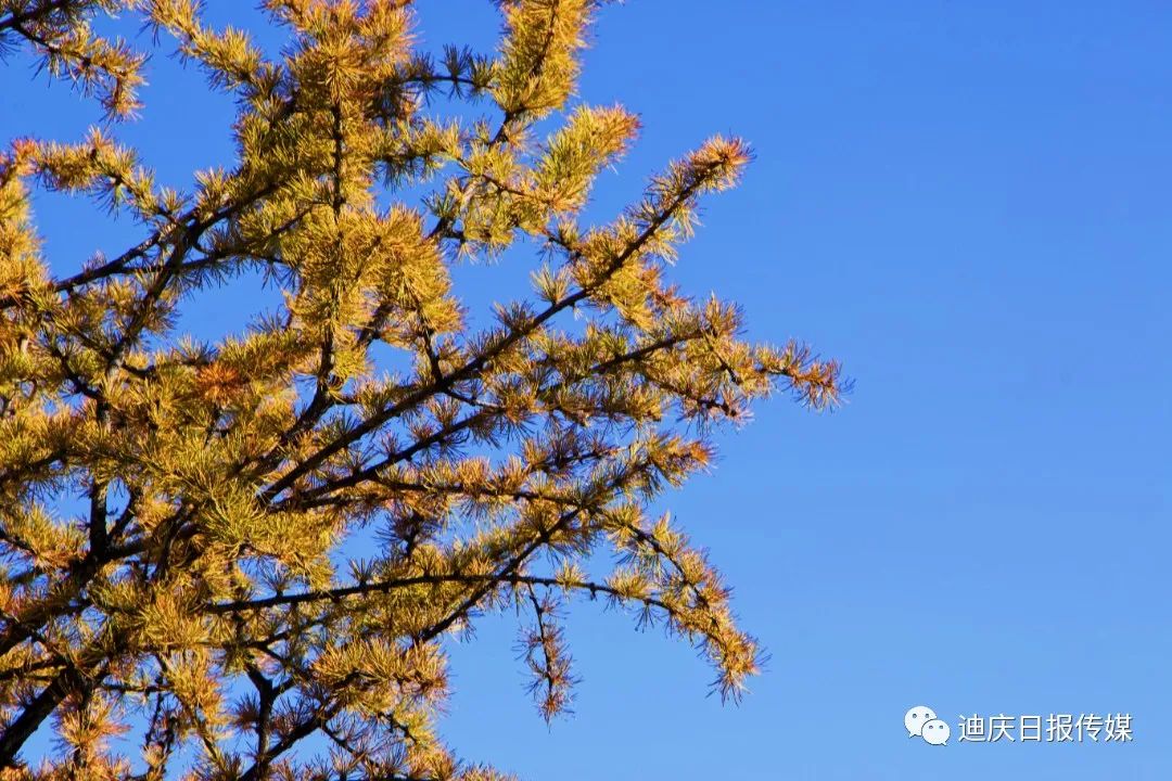 迪庆日报传媒
