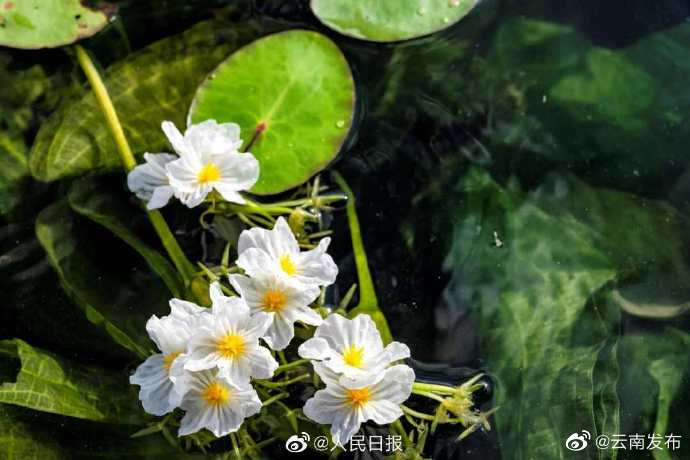 “云南发布”微博