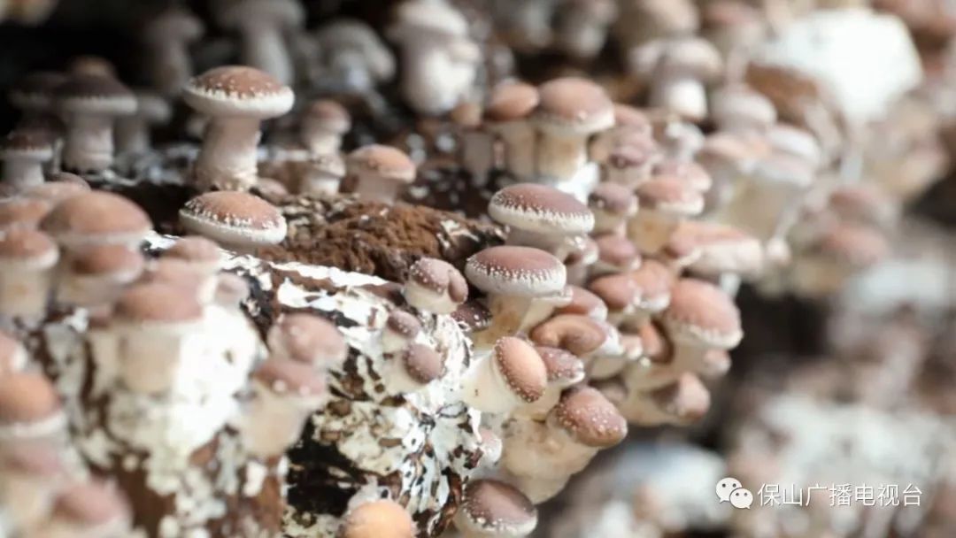 保山广播电视台