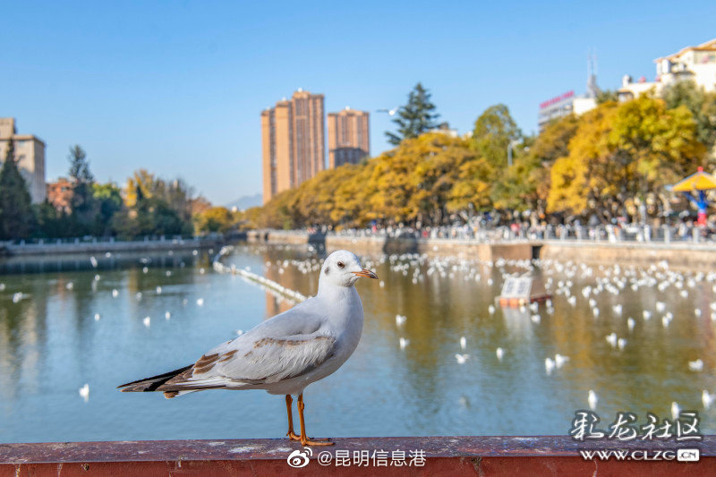 昆明信息港
