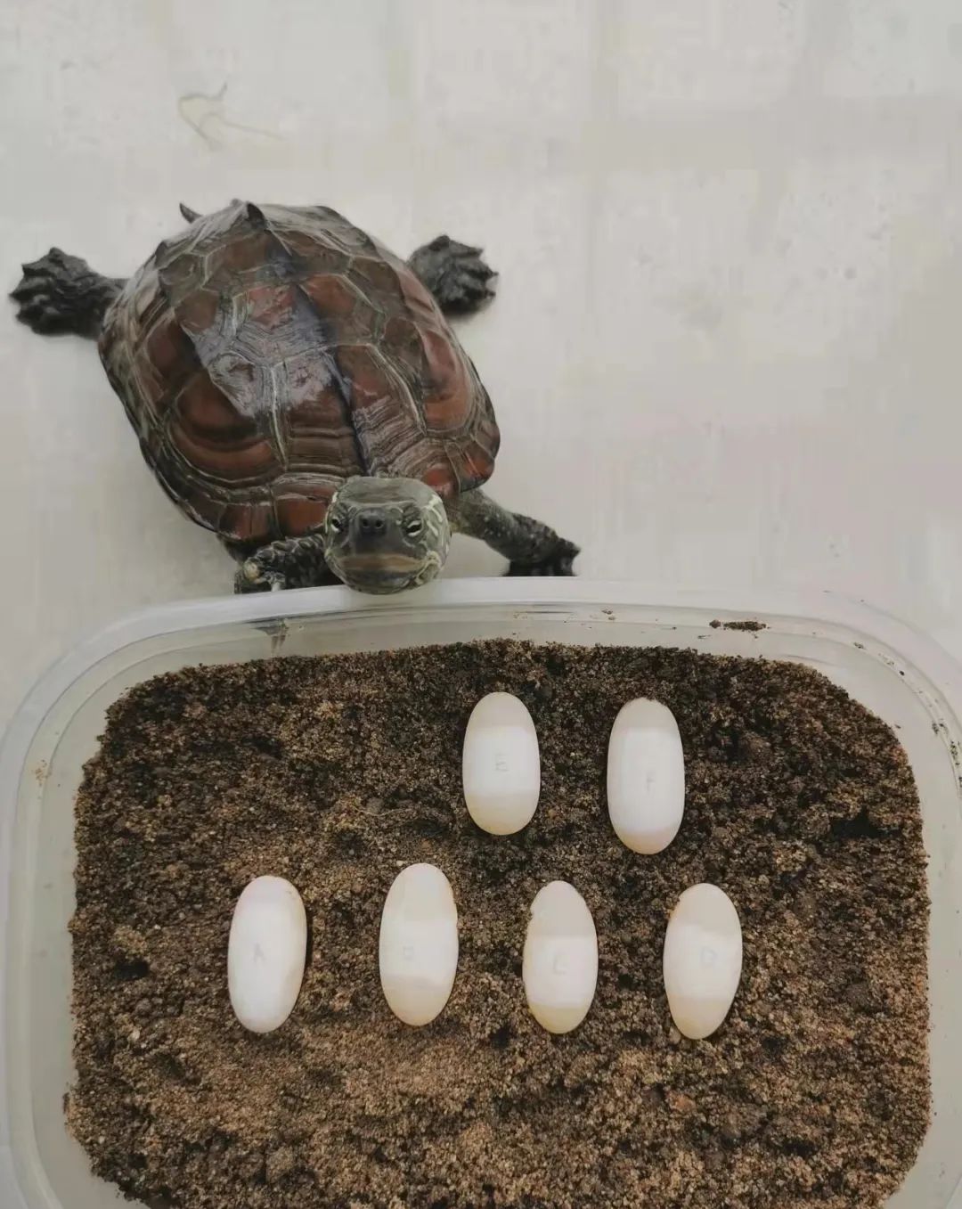 缅甸蟒针鼹鸭嘴兽会产蛋的动物有很多,比如哺乳纲的鸭嘴兽,针鼹,爬行