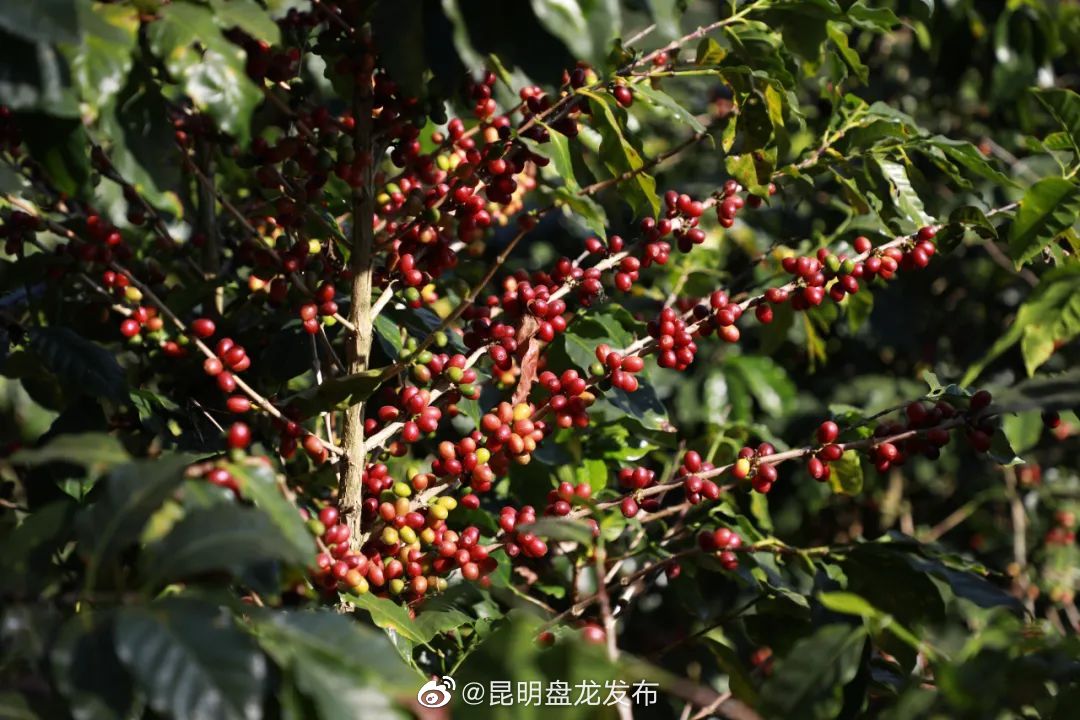 昆明盘龙发布