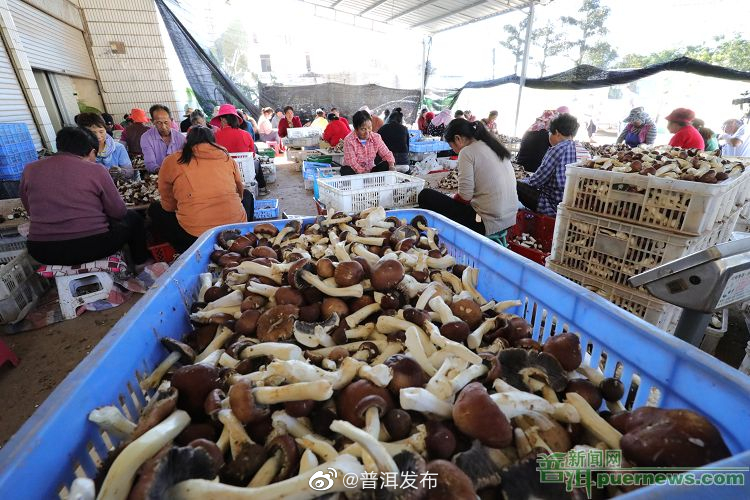 宁洱县民主村用活土地资源发展赤松茸种植