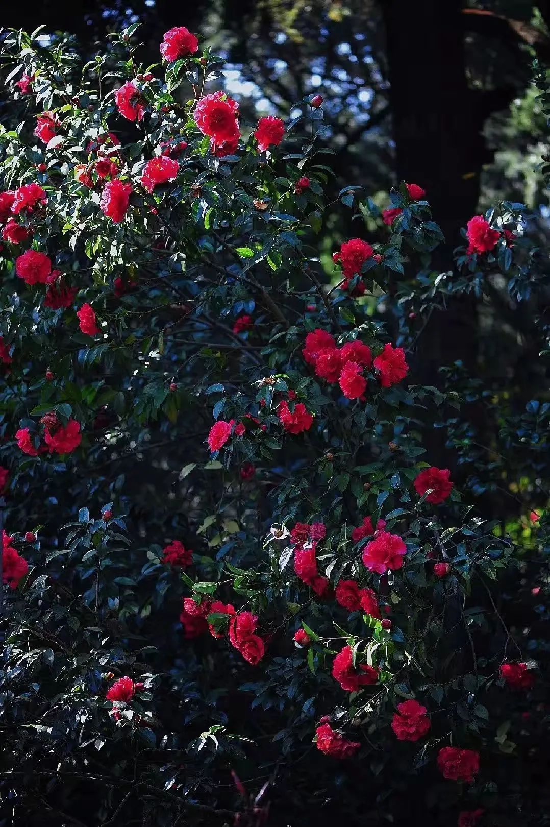 昆明市金殿名胜区