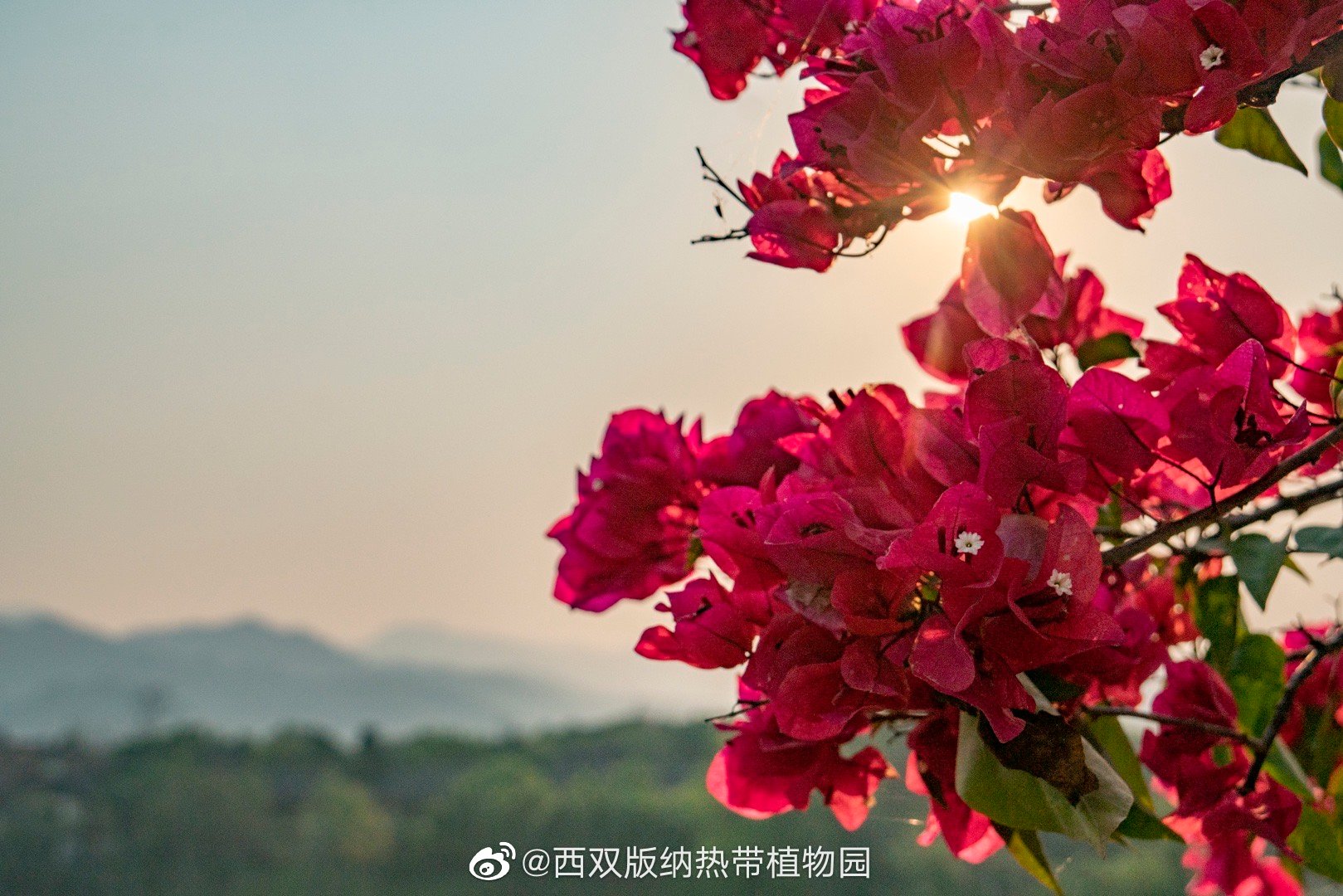 西双版纳热带植物园微博