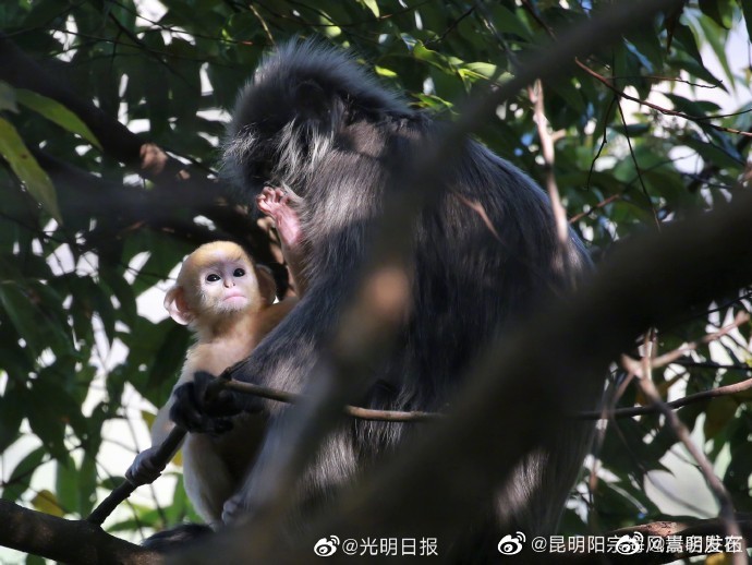 嵩明发布