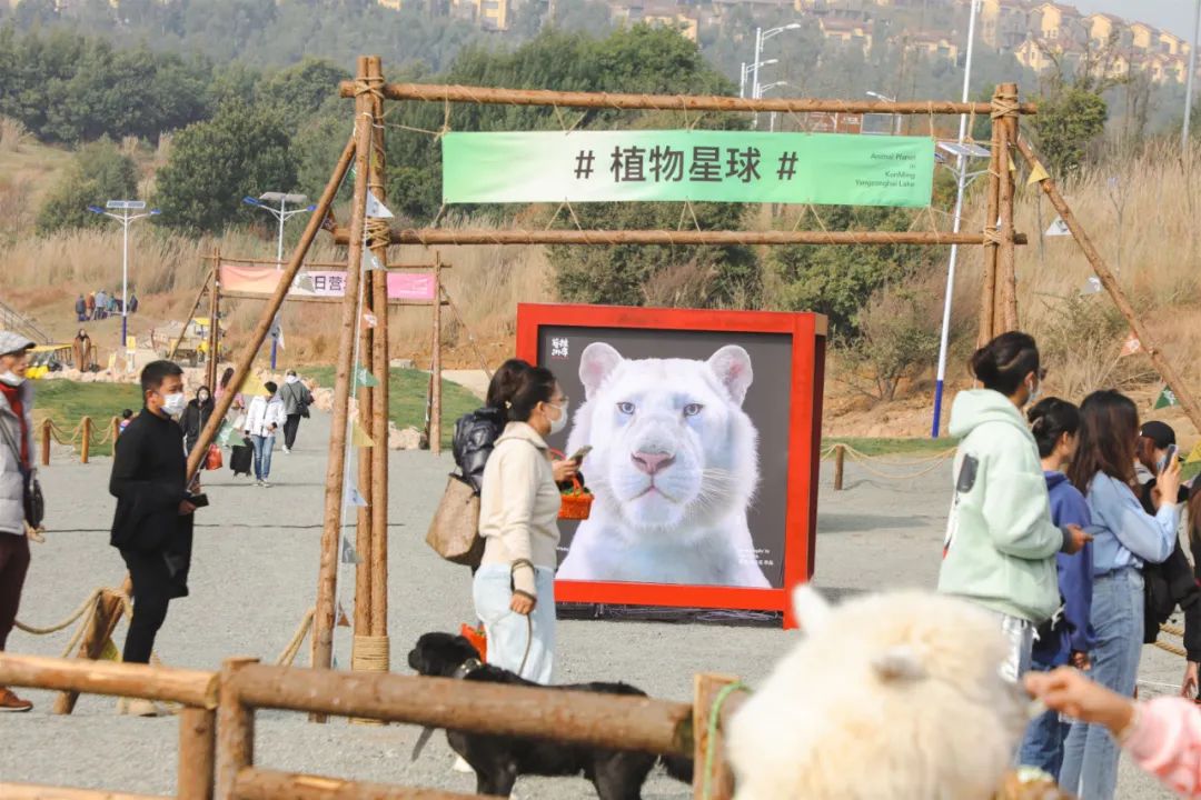 掌上春城