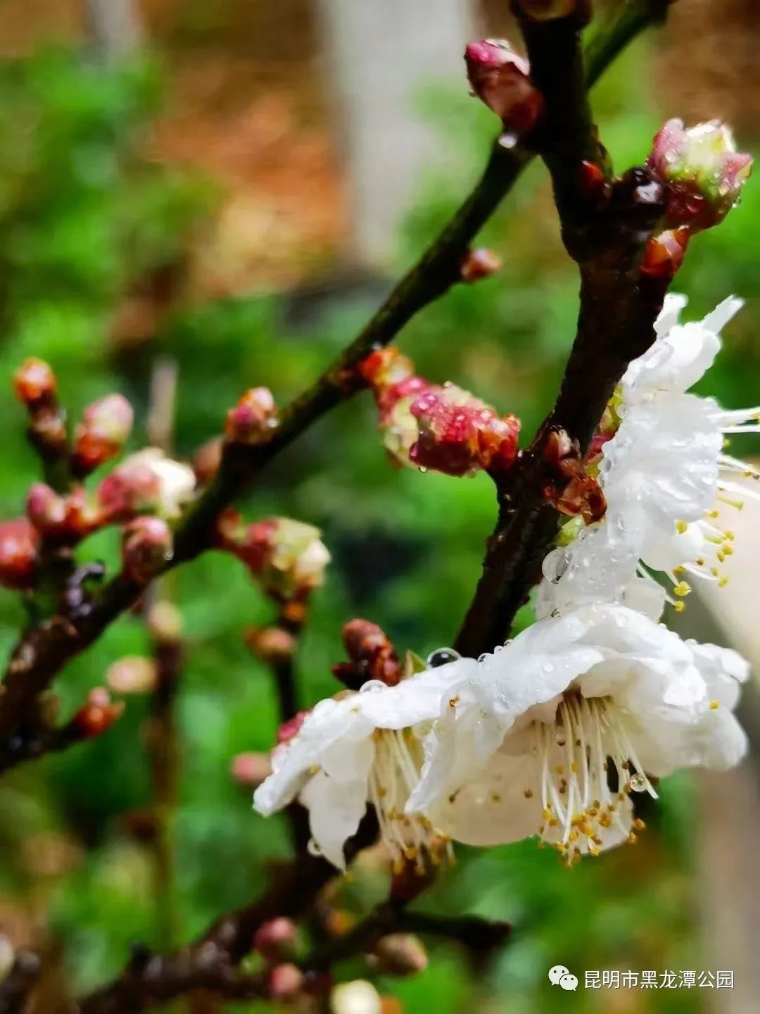 昆明市黑龙潭公园