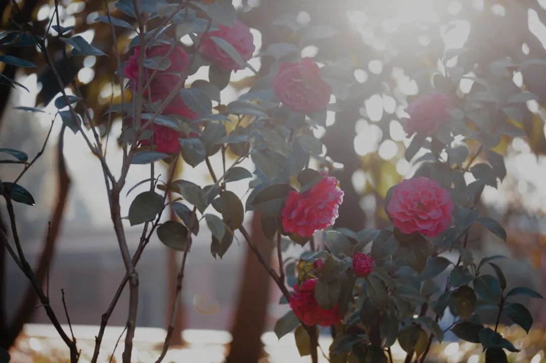 昆明市金殿名胜区