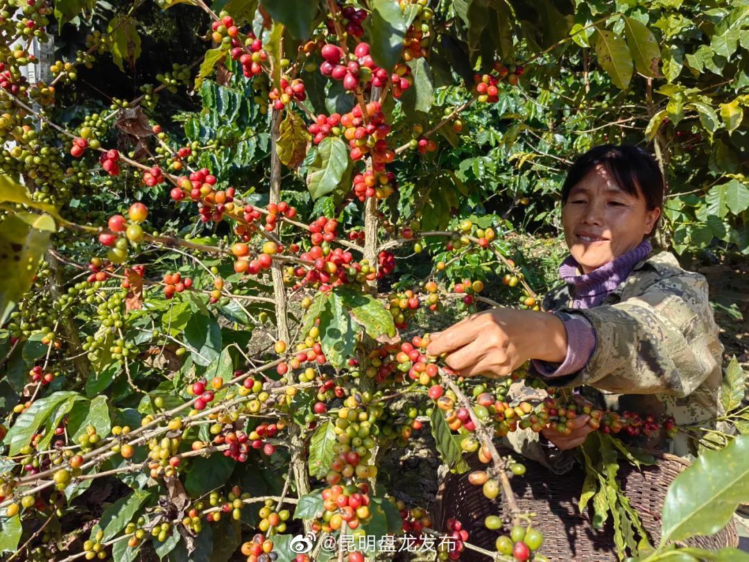 昆明盘龙发布