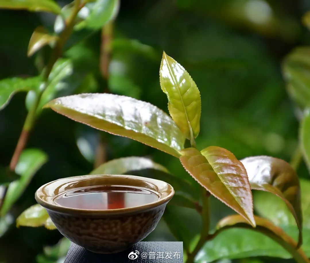 7乡48村江城茶：十里茶山不同味